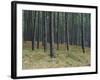 Pine Tree Trunks, Landes Forest, Near Lit Et Mixe, Landes, Aquitaine, France-Michael Busselle-Framed Photographic Print