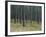 Pine Tree Trunks, Landes Forest, Near Lit Et Mixe, Landes, Aquitaine, France-Michael Busselle-Framed Photographic Print