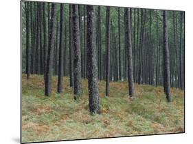 Pine Tree Trunks, Landes Forest, Near Lit Et Mixe, Landes, Aquitaine, France-Michael Busselle-Mounted Photographic Print