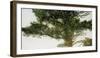 Pine Tree-Micheal Zarowsky-Framed Giclee Print