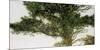 Pine Tree-Micheal Zarowsky-Mounted Giclee Print