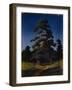 Pine Tree-Arkhip Ivanovich Kuindzhi-Framed Giclee Print
