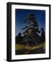 Pine Tree-Arkhip Ivanovich Kuindzhi-Framed Giclee Print