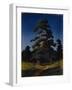 Pine Tree-Arkhip Ivanovich Kuindzhi-Framed Giclee Print