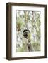 Pine trees and cones-Nadja Jacke-Framed Photographic Print