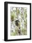 Pine trees and cones-Nadja Jacke-Framed Photographic Print