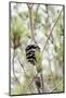 Pine trees and cones-Nadja Jacke-Mounted Photographic Print