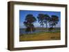 Pine Trees at Loch Ashie, 6 miles south of Inverness, Inverness-shire, 20th century-CM Dixon-Framed Photographic Print