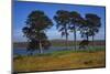 Pine Trees at Loch Ashie, 6 miles south of Inverness, Inverness-shire, 20th century-CM Dixon-Mounted Photographic Print