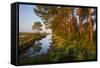 Pine Trees at Sunrise in Delta, Karavasta Lagoons National Park, Albania, June 2009-Geidemark-Framed Stretched Canvas