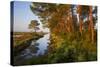 Pine Trees at Sunrise in Delta, Karavasta Lagoons National Park, Albania, June 2009-Geidemark-Stretched Canvas