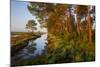 Pine Trees at Sunrise in Delta, Karavasta Lagoons National Park, Albania, June 2009-Geidemark-Mounted Photographic Print