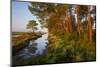 Pine Trees at Sunrise in Delta, Karavasta Lagoons National Park, Albania, June 2009-Geidemark-Mounted Photographic Print