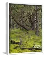 pine trees behind the Baltic dyke, Schaabe, Rügen, Mecklenburg-Western Pomerania, Germany-Michael Jaeschke-Framed Photographic Print