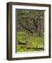 pine trees behind the Baltic dyke, Schaabe, Rügen, Mecklenburg-Western Pomerania, Germany-Michael Jaeschke-Framed Photographic Print