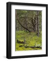 pine trees behind the Baltic dyke, Schaabe, Rügen, Mecklenburg-Western Pomerania, Germany-Michael Jaeschke-Framed Photographic Print