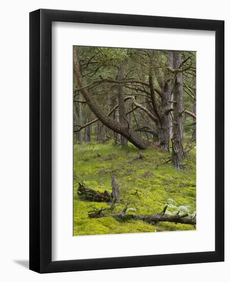 pine trees behind the Baltic dyke, Schaabe, Rügen, Mecklenburg-Western Pomerania, Germany-Michael Jaeschke-Framed Photographic Print