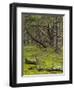 pine trees behind the Baltic dyke, Schaabe, Rügen, Mecklenburg-Western Pomerania, Germany-Michael Jaeschke-Framed Photographic Print