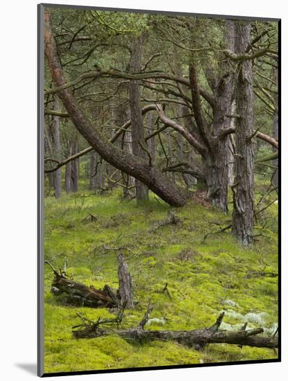 pine trees behind the Baltic dyke, Schaabe, Rügen, Mecklenburg-Western Pomerania, Germany-Michael Jaeschke-Mounted Photographic Print