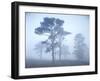 Pine Trees, Fog-Thonig-Framed Photographic Print
