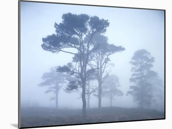 Pine Trees, Fog-Thonig-Mounted Photographic Print