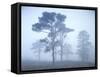 Pine Trees, Fog-Thonig-Framed Stretched Canvas