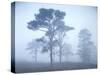 Pine Trees, Fog-Thonig-Stretched Canvas