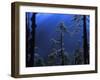 Pine Trees Glisten in the Early Morning Sunlight in the Remote Hingku Valley, Near Mount Everest-David Pickford-Framed Photographic Print