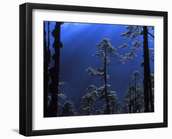 Pine Trees Glisten in the Early Morning Sunlight in the Remote Hingku Valley, Near Mount Everest-David Pickford-Framed Photographic Print