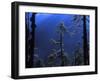 Pine Trees Glisten in the Early Morning Sunlight in the Remote Hingku Valley, Near Mount Everest-David Pickford-Framed Photographic Print