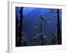 Pine Trees Glisten in the Early Morning Sunlight in the Remote Hingku Valley, Near Mount Everest-David Pickford-Framed Photographic Print