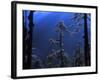 Pine Trees Glisten in the Early Morning Sunlight in the Remote Hingku Valley, Near Mount Everest-David Pickford-Framed Photographic Print