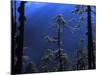 Pine Trees Glisten in the Early Morning Sunlight in the Remote Hingku Valley, Near Mount Everest-David Pickford-Mounted Photographic Print