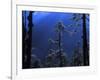 Pine Trees Glisten in the Early Morning Sunlight in the Remote Hingku Valley, Near Mount Everest-David Pickford-Framed Photographic Print