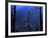 Pine Trees Glisten in the Early Morning Sunlight in the Remote Hingku Valley, Near Mount Everest-David Pickford-Framed Photographic Print