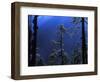 Pine Trees Glisten in the Early Morning Sunlight in the Remote Hingku Valley, Near Mount Everest-David Pickford-Framed Photographic Print