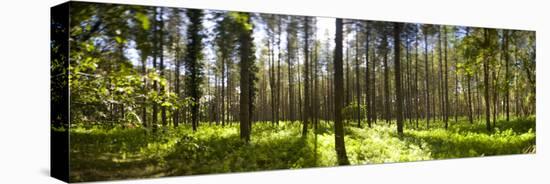 Pine Trees in a Forest, Thetford Forest, Norfolk, England-null-Stretched Canvas