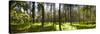 Pine Trees in a Forest, Thetford Forest, Norfolk, England-null-Stretched Canvas