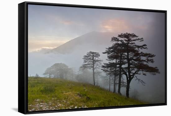 Pine Trees in Clouds, Llogoraja National Park, Albania, June 2009-Geidemark-Framed Stretched Canvas