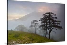 Pine Trees in Clouds, Llogoraja National Park, Albania, June 2009-Geidemark-Stretched Canvas