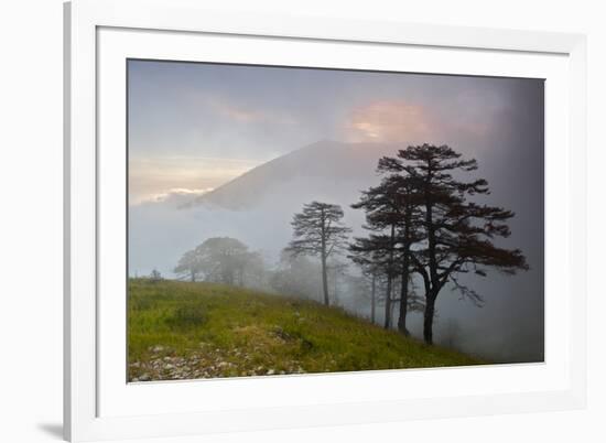 Pine Trees in Clouds, Llogoraja National Park, Albania, June 2009-Geidemark-Framed Photographic Print