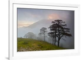 Pine Trees in Clouds, Llogoraja National Park, Albania, June 2009-Geidemark-Framed Photographic Print