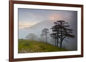 Pine Trees in Clouds, Llogoraja National Park, Albania, June 2009-Geidemark-Framed Photographic Print