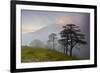 Pine Trees in Clouds, Llogoraja National Park, Albania, June 2009-Geidemark-Framed Photographic Print