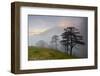 Pine Trees in Clouds, Llogoraja National Park, Albania, June 2009-Geidemark-Framed Photographic Print