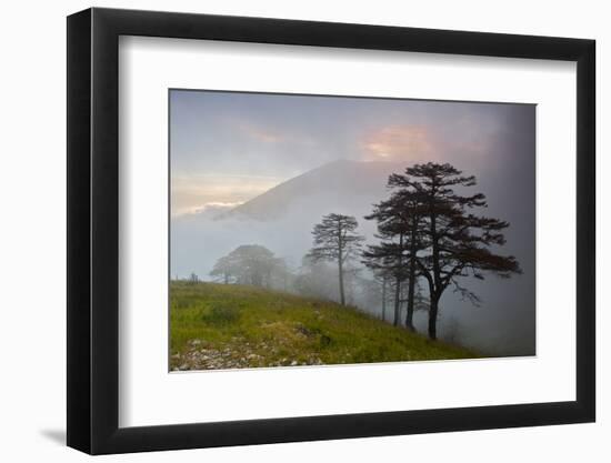 Pine Trees in Clouds, Llogoraja National Park, Albania, June 2009-Geidemark-Framed Photographic Print