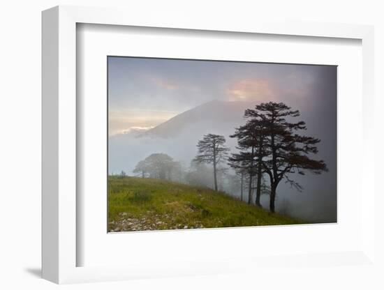 Pine Trees in Clouds, Llogoraja National Park, Albania, June 2009-Geidemark-Framed Photographic Print