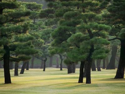 'Pine Trees in Garden' Photographic Print - Bruno Ehrs | AllPosters.com