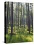 Pine Trees in Great Wood, Borrowdale, Lake District, Cumbria, England, United Kingdom, Europe-Nigel Blythe-Stretched Canvas