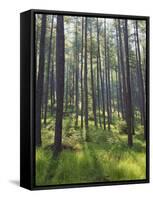 Pine Trees in Great Wood, Borrowdale, Lake District, Cumbria, England, United Kingdom, Europe-Nigel Blythe-Framed Stretched Canvas